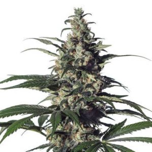 Green Doctor GD1 female