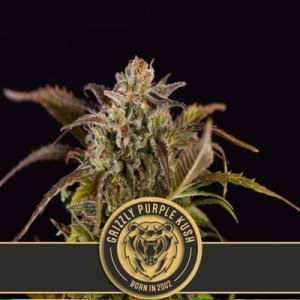 Grizzly Purple Kush feminized