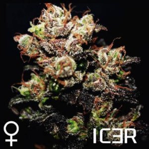 Icer female