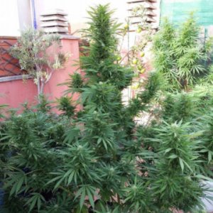 Jamaican Berry Superauto 3 fem