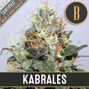 Kabrales feminized