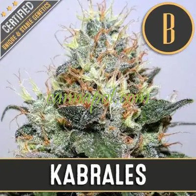 Kabrales feminized - zum Schließen ins Bild klicken