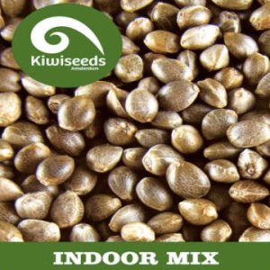 Indoor Mix