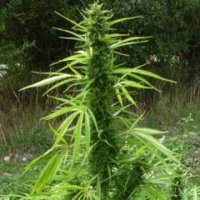 CBD Seeds – buy medical cannabisseeds with a lot of cannabidiol