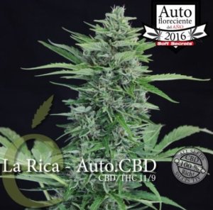 La Rica Automatic CBD female