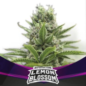 Lemon Blossom