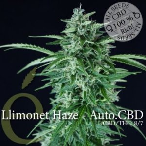 Llimonet Haze Automatic CBD female