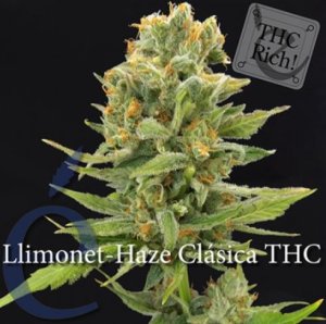 Llimonet Haze female