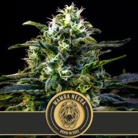 Mamba Negra feminized