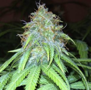 Mango Hashplant