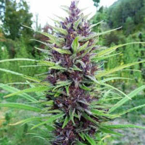 Master Hemp MH1 female