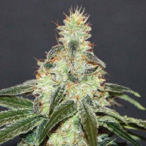 Mataro Blue CBD female