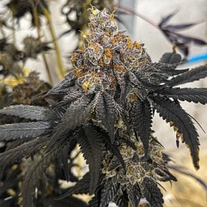 Miracle Fruit feminized