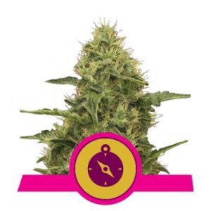 Northern Light feminized