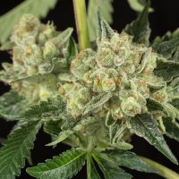 OG Kush - top Cannabis aus Kalifornien