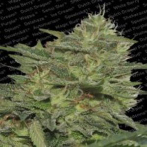 Original Cheese (IBL) fem