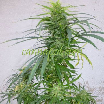 Panama Lime Superauto 3 fem [Flash Seeds] : cannabisseeds