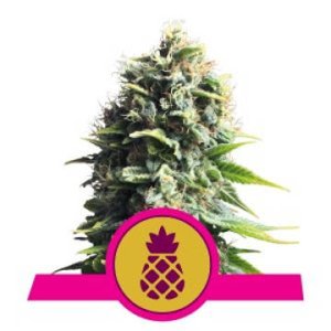 Pineapple Kush feminized