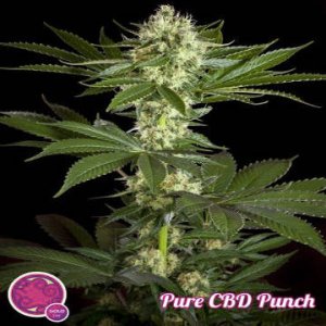 Pure CBD Punch fem