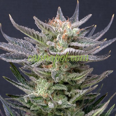 Purple Dream Auto female - zum Schließen ins Bild klicken