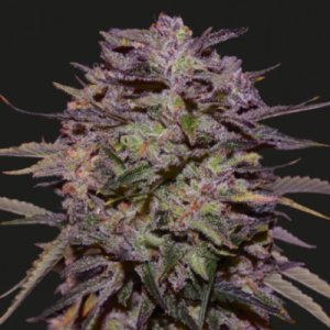 Purple Russian Express