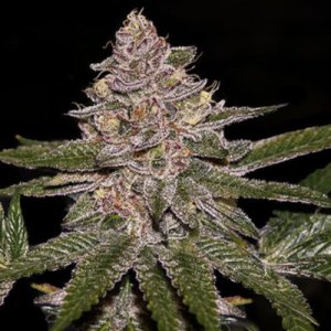 Radical Juice Auto female