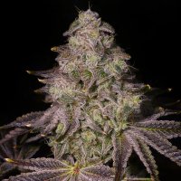 RS11 aka Rainbow Sherbet - the sweet cannabis revolution
