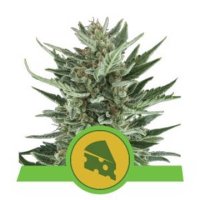 RQS Cartine Non Sbiancate - Royal Queen Seeds