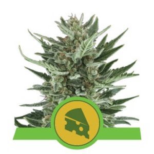 Royal Cheese Auto feminized