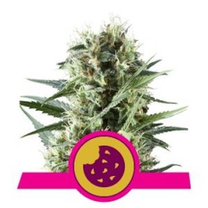 Royal Cookies feminized