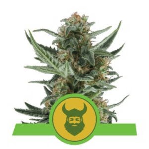 Royal Dwarf feminized