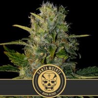 Santa Muerte feminized