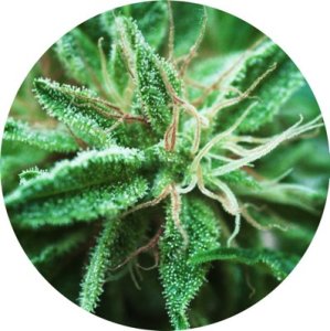 Sativa Samadhi 10 reg