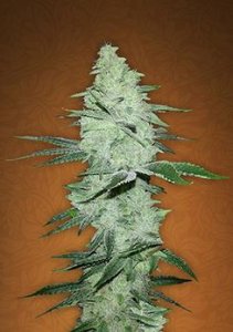 Six Shooter Auto fem