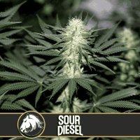 Sour Diesel feminized