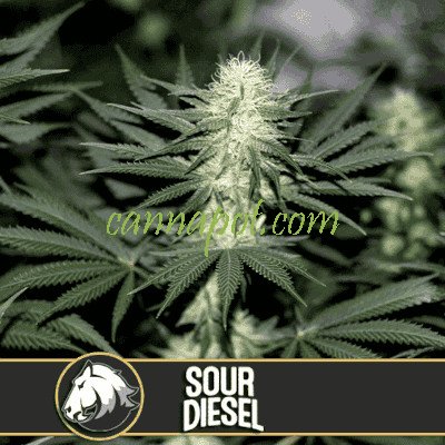 Sour Diesel feminized - zum Schließen ins Bild klicken