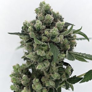 Sour Diesel - an icon of breeding