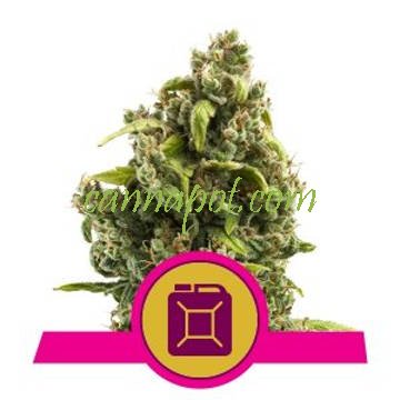 Sour Diesel feminized - zum Schließen ins Bild klicken