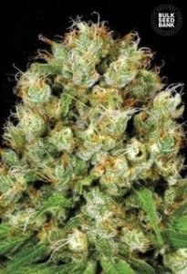 Sour Diesel female