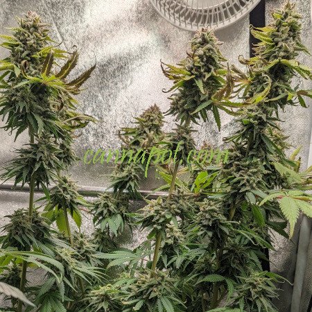 Sour Ghost Face Haze - zum Schließen ins Bild klicken