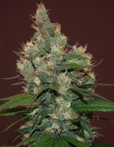 Sour Turbo Diesel fem