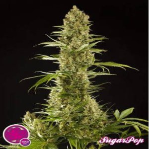 Sugarpop fem