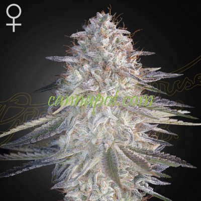 Super Lemon Haze x Pink Candy female - zum Schließen ins Bild klicken