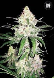 Special Lime Haze female