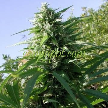https://www.cannapot.com/shop/cache/images/t/tikal-breeder-aceseeds-marihuana-weed-cannabissamenjpg.image.360x360.jpg