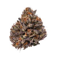 Tropicana Cherry Triploid F1 fem