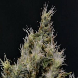 Vanilla Haze fem