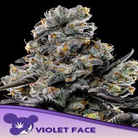 Violet Face