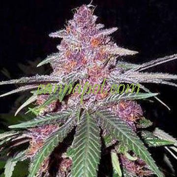 https://www.cannapot.com/shop/cache/images/v/violeta-ace-cannabisseeds-weed-marihuanasamen-hanf-cannapotjpg.image.360x360.jpg