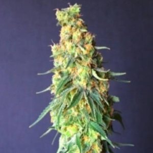 White Domina CBD female